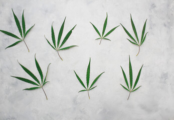 Young beautiful cannabis leaves lie on a gray background. Close up