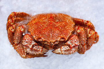 Red big crab on white ice.