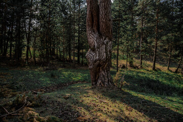 Landscape with the image of summer forest. Great forest of pine trees.