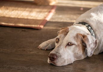 portrait of a dog