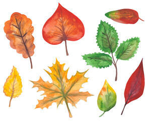 Water color autumn colored leaves