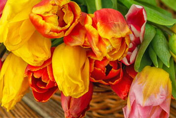Fototapeta na wymiar Tulip flowers bouquet in a basket close up outdoor.