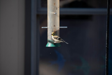 American Goldfinch