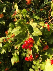 Ripe viburnum on a tree in the garden 