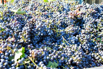 Bunch of red grapes in grape factory in Attica, Greece.
