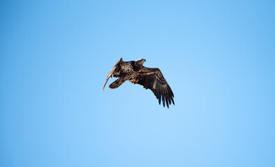 Juvenile Bald Eagle