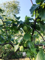 Green plums on a tree in the summer garden 