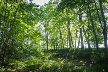 The sun shines through the trees to the ground, green shrubs.