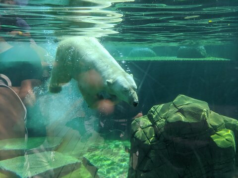 Ours blanc arctique et Antarctique p&ocirc;le nord et p&ocirc;le sud, animal carnivore &agrave; poil blanc vivant par grand froid dans des r&eacute;gion du monde, esp&egrave;ce en voie de disparition, anneaux prot&eacute;g&eacute;, fourrure