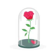 Rose in a flask of glass on the white background.