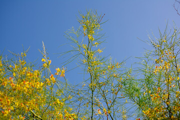 Tree branches with brightly colored flowers in spring in the park garden	
