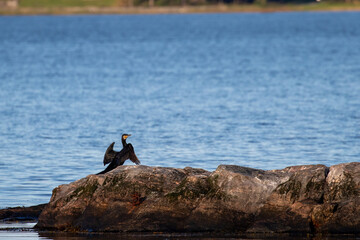 Black cormorant bird is drying his wings on a small rock in the ocean