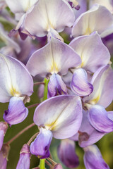 close up of a purple orchid