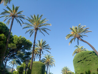 palm trees in the Genoves Park in the bay of Cadiz capital. Andalusia. Spain. Europe. 