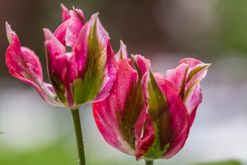 Fototapeta premium tulip