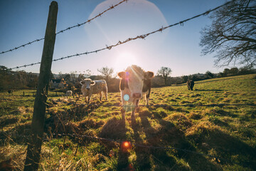 Cotswold sunset with cows in the field