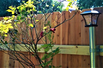 flowers in the garden