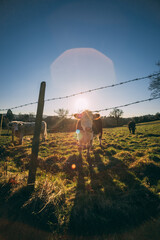 Cotswold sunset with cows in the field