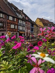 Fototapeta na wymiar Colmars fleurs route des vins d'Alsace, plus beau village de france avec maison en bois poutre et charpente architacture traditionnel vieille ferme à colombage