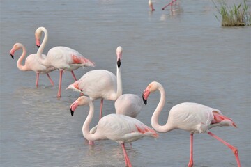 Groupe de flamands roses à la période des amours