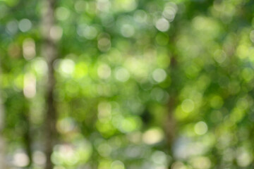 Unfocused image, bokeh of green foliage