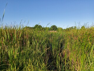 Obraz premium Summer landscape, green grass and blue sky