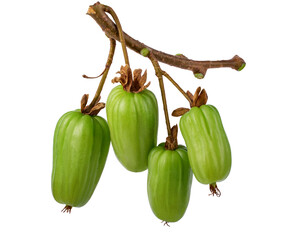Branch with actinidia fruits isolated on a white background. Clipping path included.