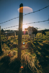 cattle in the fields