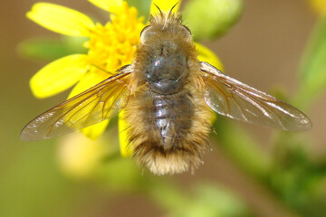 Bee Fly (Anastoechus nitidulus)