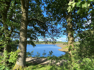 View of Fewston reservoir, from between large old trees, and wild plants in, Fewston, Harrogate, UK