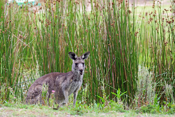 Kangaroo on the pond with sweet rush - Anglesea golf course in Victoria, Australia