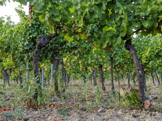 Kaysersberg Riquewihr Ribeauvillé Ribeauvillé Mittelbergheim route des vins d'Alsace, plus beau village de france avec maison en bois poutre et charpente architacture traditionnel  ferme à colombage
