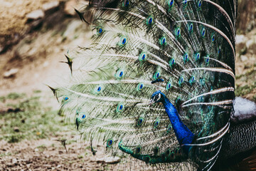 Magnifique paon en train de faire la roue - Parade du paon