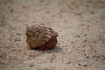 Red hermit crab hiding on the sand on Cozumel's beach