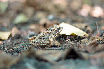 Sitting frog looking up out of focus with blurred background