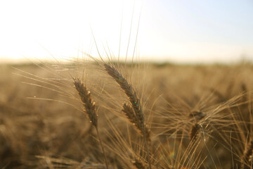 ears of wheat in tha field