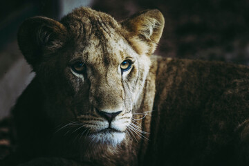 Portrait d'un jeune lion