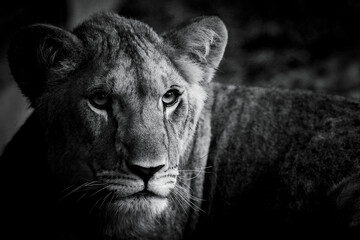 Fototapeta na wymiar Portrait d'un jeune lion