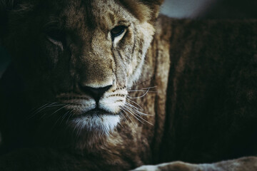 Portrait d'un jeune lion
