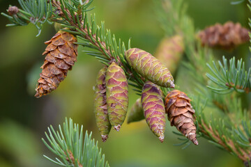 White spruce tree pine cones on a branch