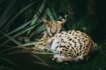 Magnifique serval petit félin d'Afrique couché dans les herbes