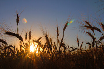 wheat field at sunset