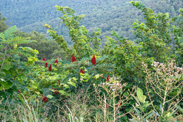 wild flowers in the field