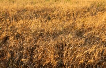 golden wheat field at sunset