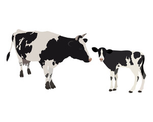 Vector cow with calf in realistic style on a white background. Black and white cow.