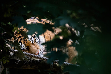 Portrait d'un grand tigre de Sibérie  en train de dormir