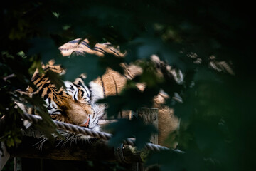 Portrait d'un grand tigre de Sibérie  en train de dormir