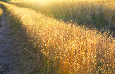 golden road with grass field 