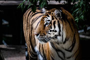 Portrait d'un grand tigre de Sibérie