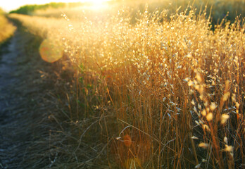 golden gross field in sunset
